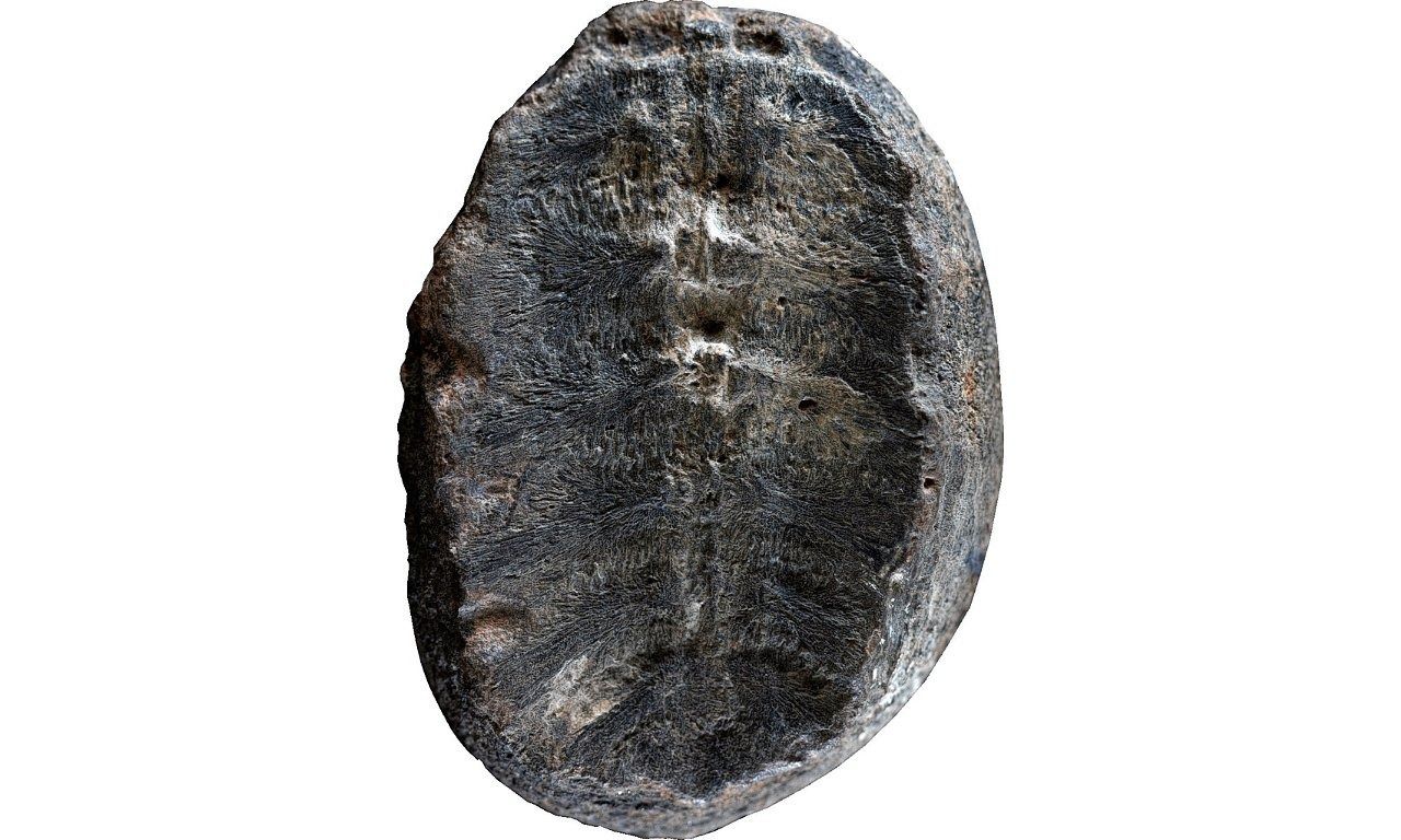Mysterie opgelost: fossiele plant blijkt fossiele schildpad 