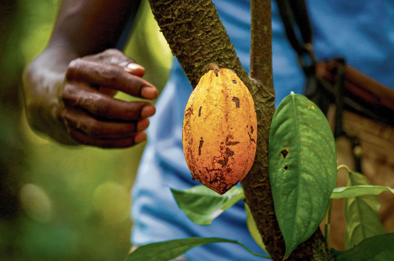 Cacao-oogst in Ivoorkust.