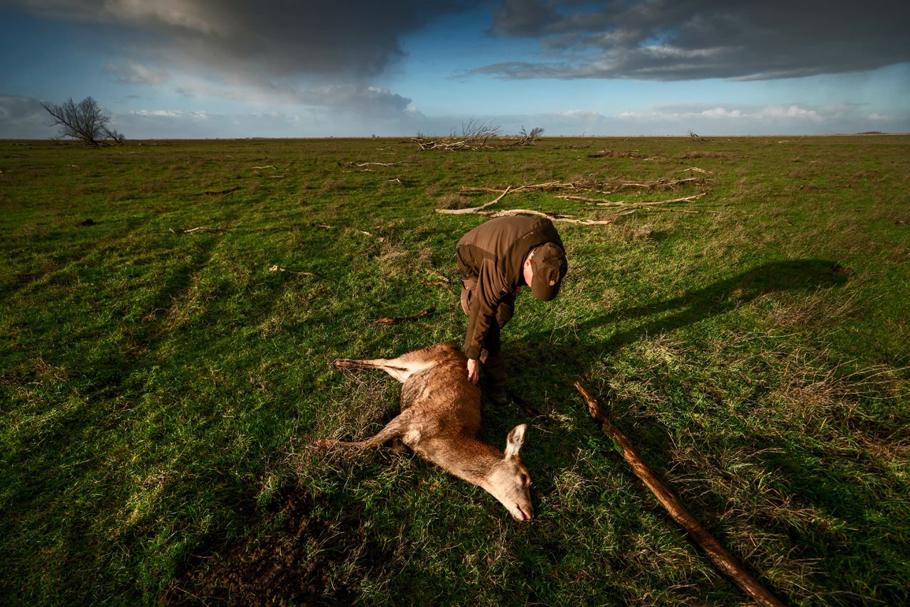 Een jager inspecteert een hert dat hij heeft neergeschoten in de Oostvaardersplassen.