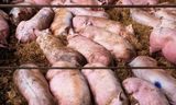 Omgevingsdiensten behandelen varkensboeren niet overal in Nederland hetzelfde, aldus de adviescommisie. 