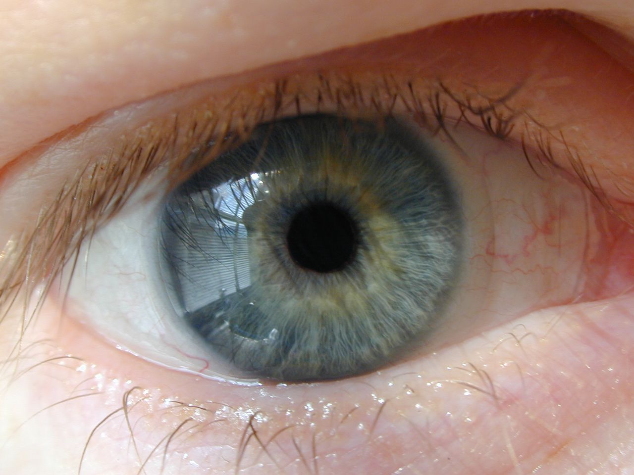 Om te zien iemands ogen blauw of bruin is kijken DNA - NRC