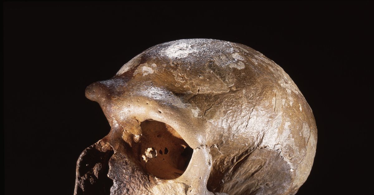 Tussen neanderthaler­mannen en sapiens­vrouwen was veel seksueel contact