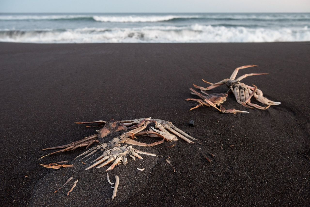Dode krabben op de kust van Kamtsjatka, gefotografeerd op 8 oktober.