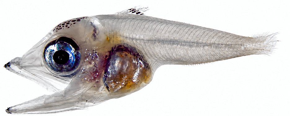 Dankzij nieuw dieet kan jonge blauwvintonijn ook in warmere zee floreren