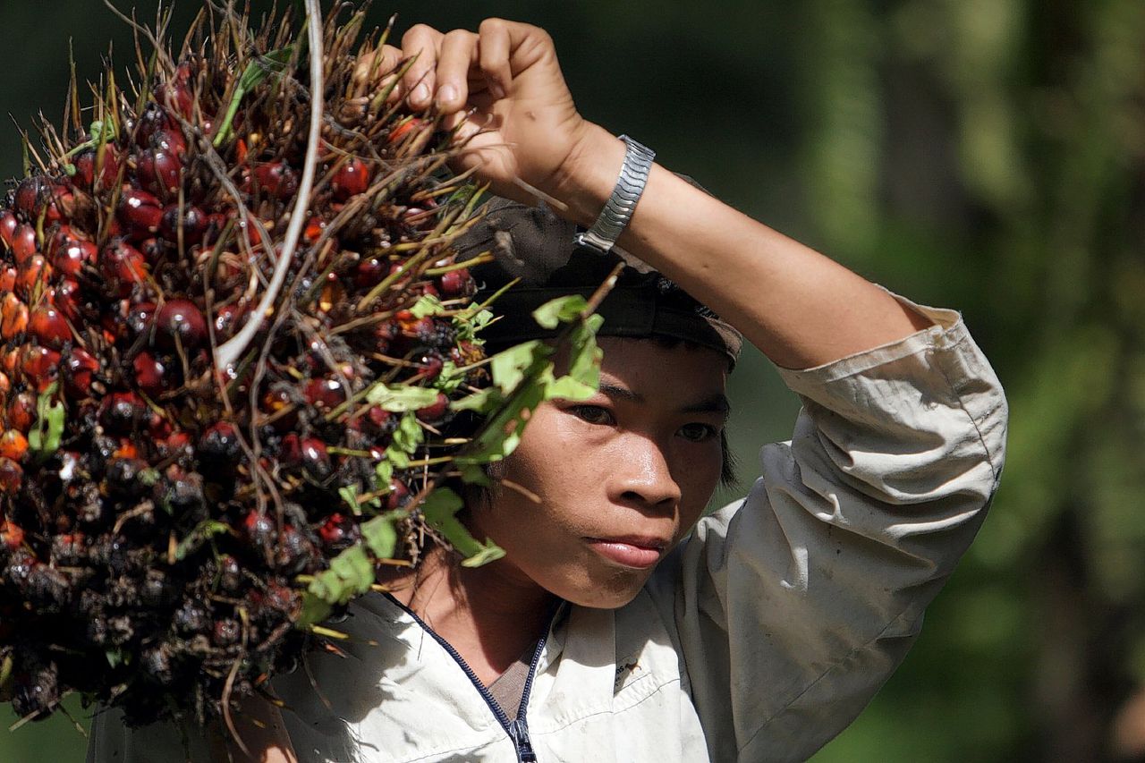 Een arbeider op een palmolieplantage in Ngabang, West Kalimantan