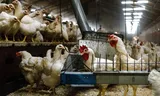Het bedrijf van pluimveehouder Frank Rooijakkers met de daarachter een beschermd natuurgebied.