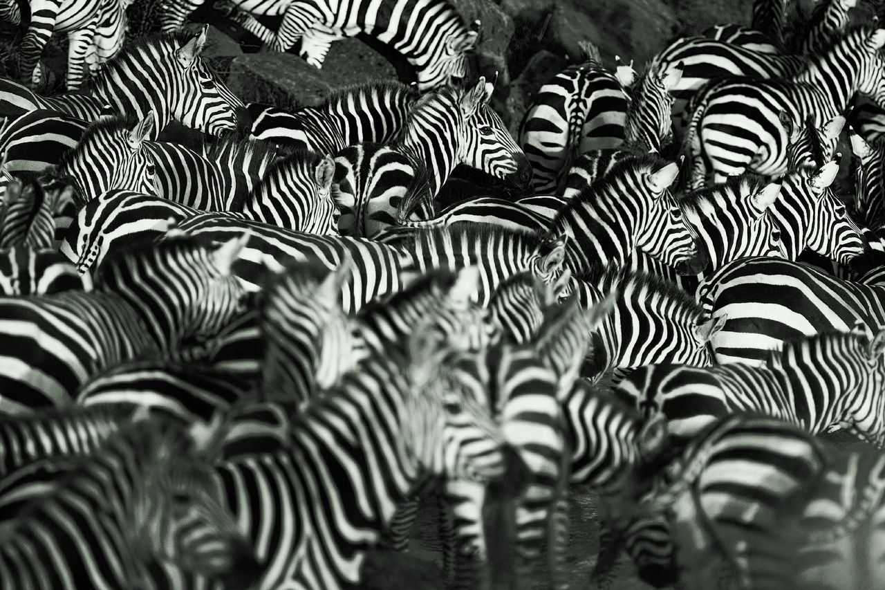 Zebra's in Kenia. Die overigens een zeer goede buikwind kunnen laten.