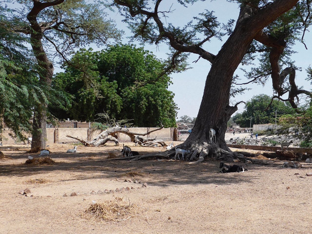Begraafplaats van de Martelaren in Abéché, Tsjaad. Hier liggen de 150 slachtoffers van de kapmesmoorden door Senegalese tirailleurs in 1917.