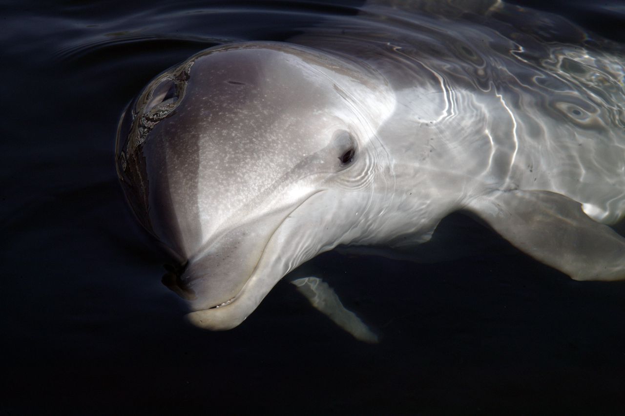 Een tuimelaar in het Dolfinarium van Harderwijk, niet de dolfijn die naar Amsterdam is gezwommen.