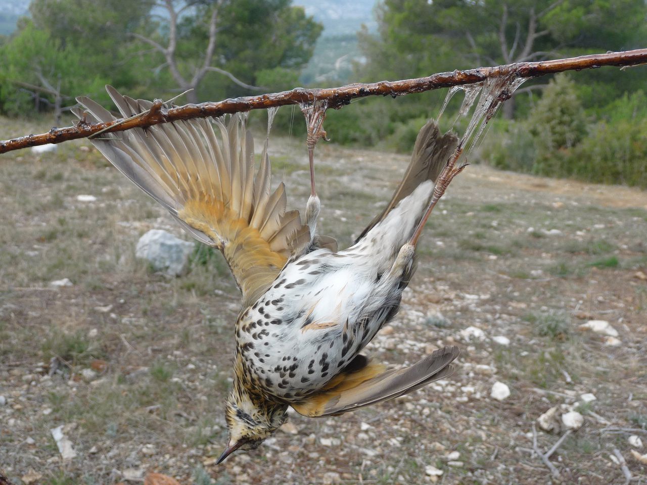 Een vogel zit vast aan een met lijm besmeerde stok.