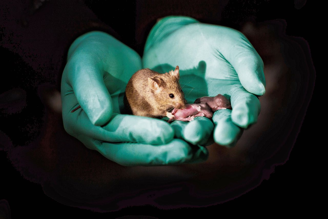 Babymuisjes geboren uit twee moeders. Deze zijn gezonder dan muisjes uit twee vaders, geboren in hetzelfde lab.