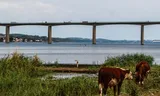 Bridge over the Veljefjord in Denmark. Like most Danish coastal waters, the fjord is strongly polluted with nutrients from (art) manure photo Michal Fludra/AFP