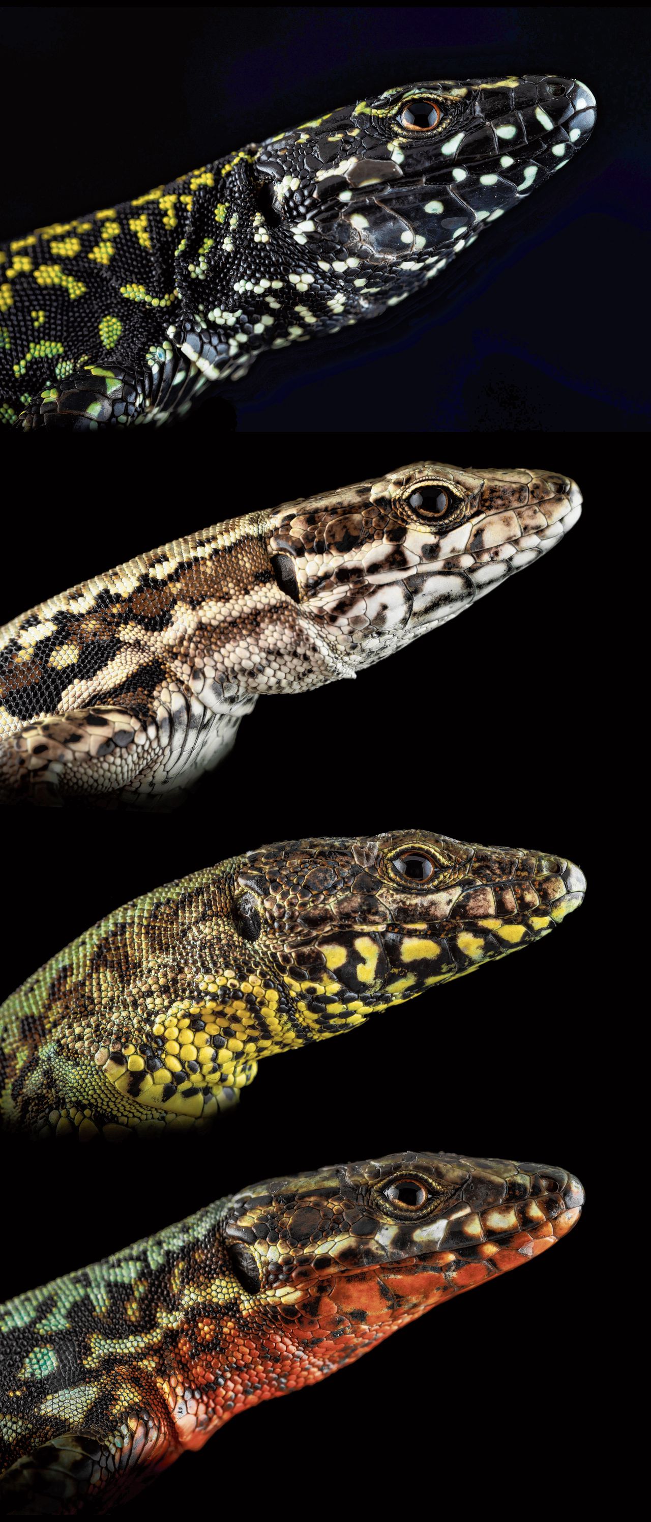 Wit, geel of oranje, tot de Hulk kwam