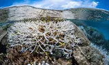 Digital Twin Ocean must show citizens and policy makers how ‘everything is connected to each other’