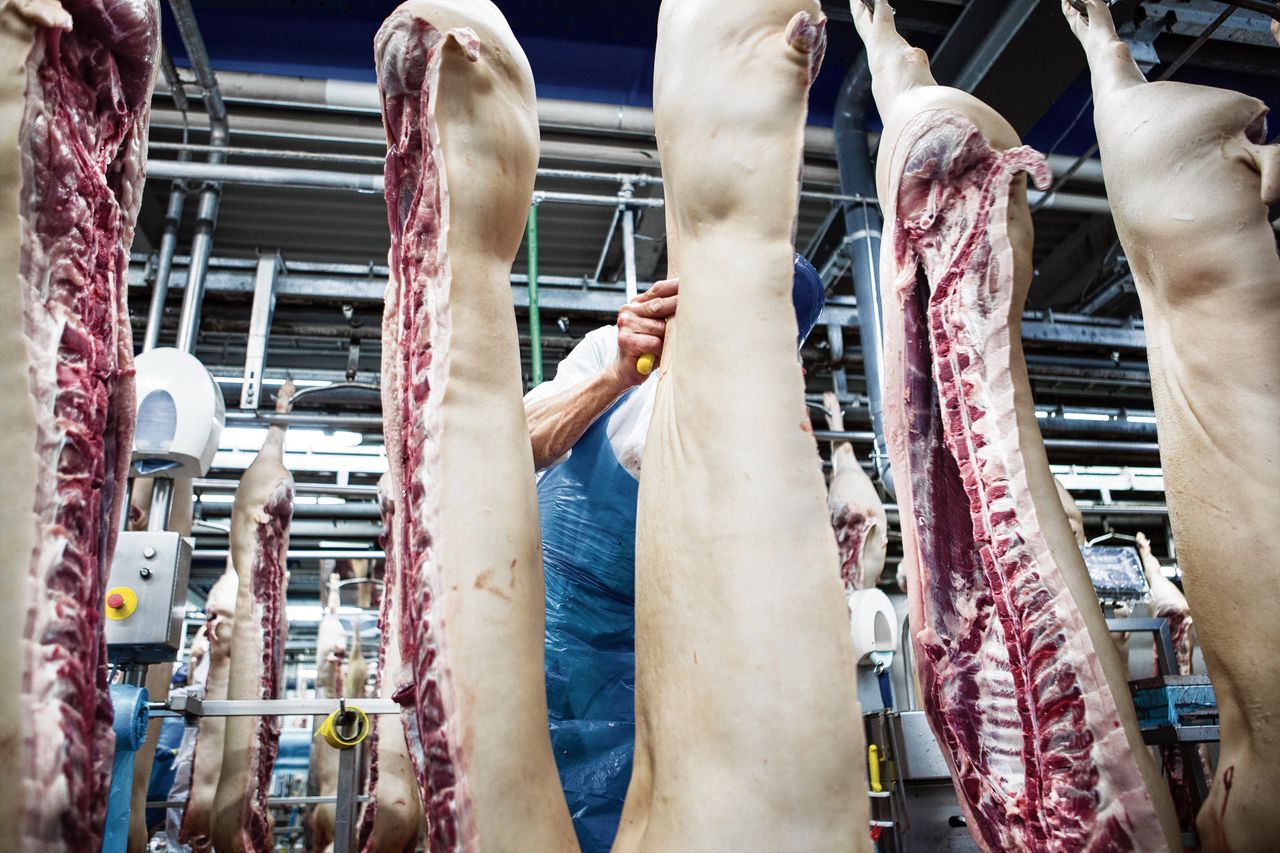 Barre werkomstandigheden van Roemenen die werken in Nederlandse slachthuizen 