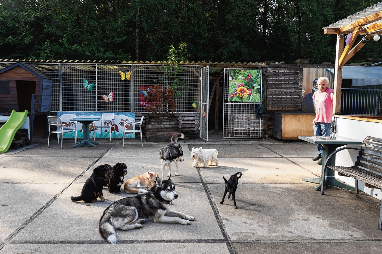 Bij hondendagopvang Bello aan de Gordelweg is het druk, ruim tien honden staan op de wachtlijst.
