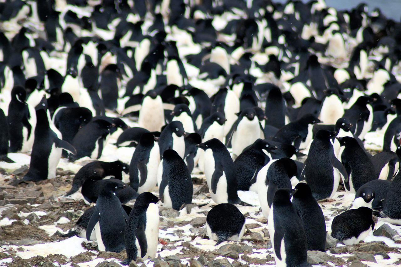 Eilandengroep huisvest ‘mega-kolonies’ met 1,5 miljoen pinguïns 