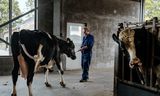 Melkveehouder Adrion van Beek met ‘superkoe’ Nora. Zonder eiwitrijk voedsel had zij nooit 200.000 liter melk in haar leven kunnen geven, zegt hij.