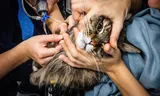 Donating blood is no fun for pets, but they do save lives with it