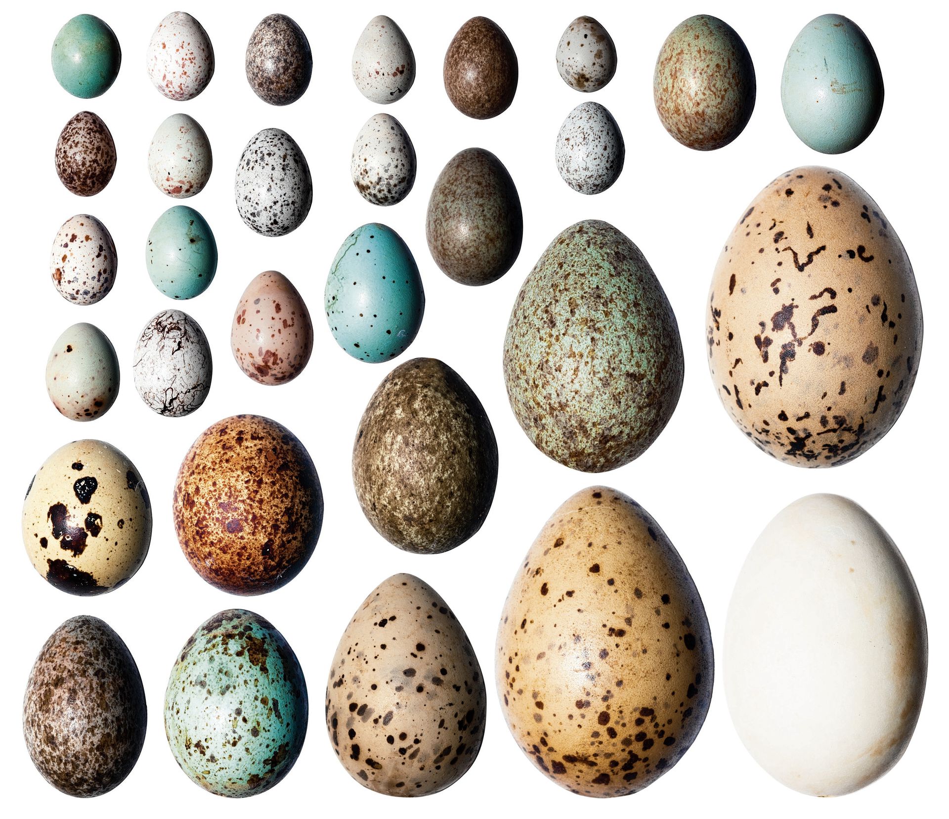 Яйца разных птиц