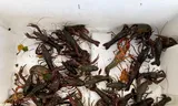 A container with red American crayfish, trapped in Delfland. Photo Wilco de Bruijne/Water Board of Delfland 