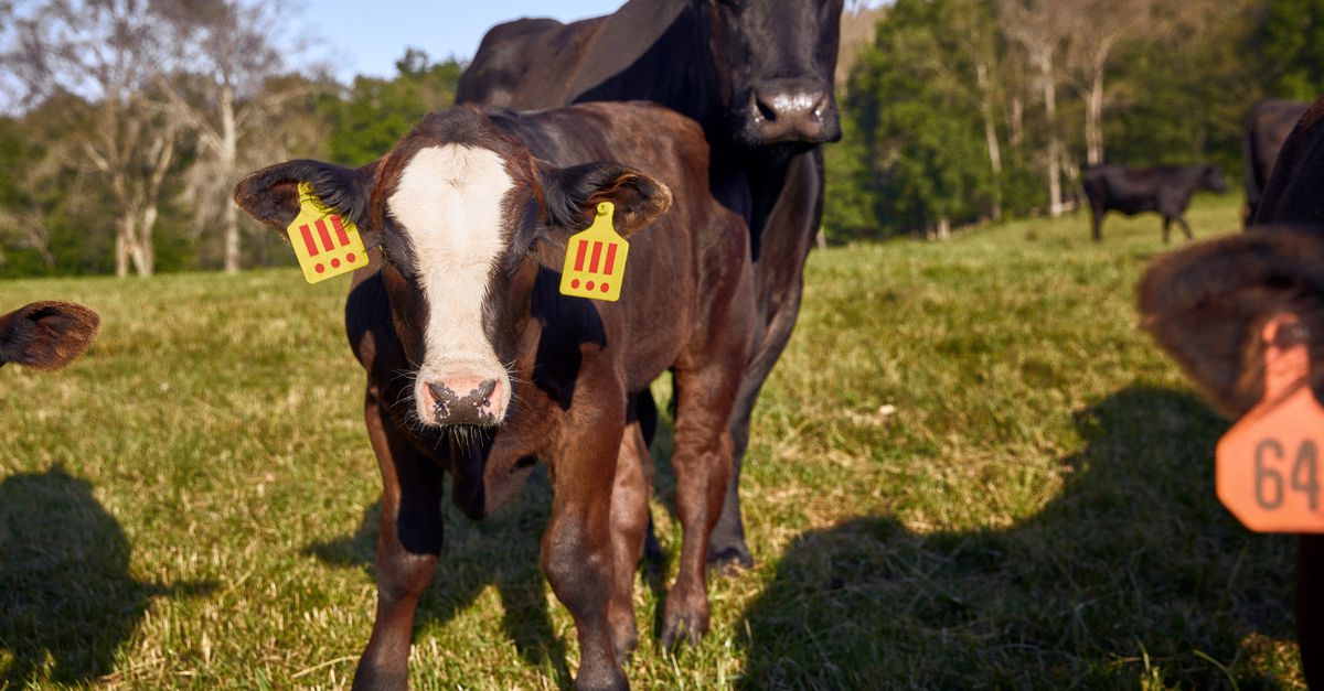De koper heeft besloten: koe Angus blijft leven