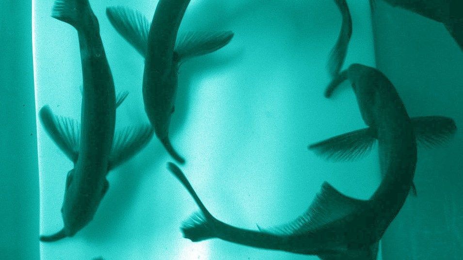 Thanks to collective sense, electric fish can perceive better