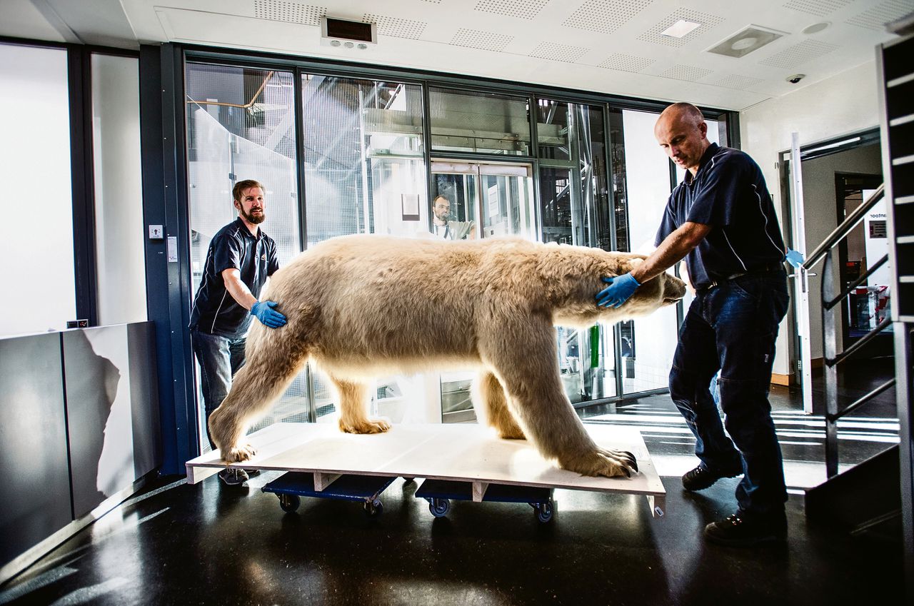 Naturalis: een verbouwing tegen de erecode nrc