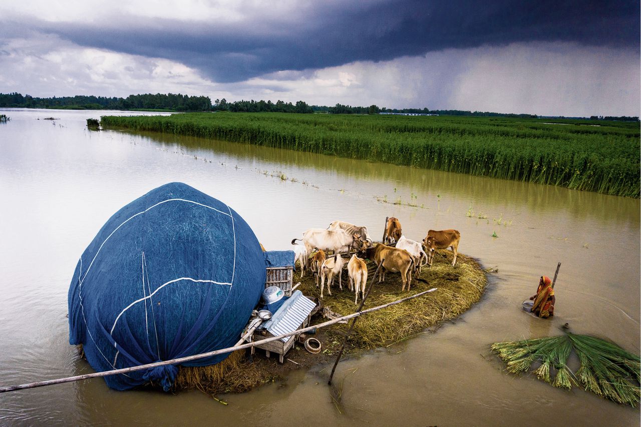 Een boer in Bangladesh heeft zich tijdens een overstroming samen met zijn runderen teruggetrokken op een eilandje.