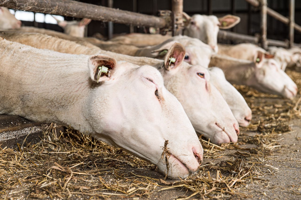 Eerste Q-koortsbesmetting sinds 2016 vastgesteld op melkschapenbedrijf 