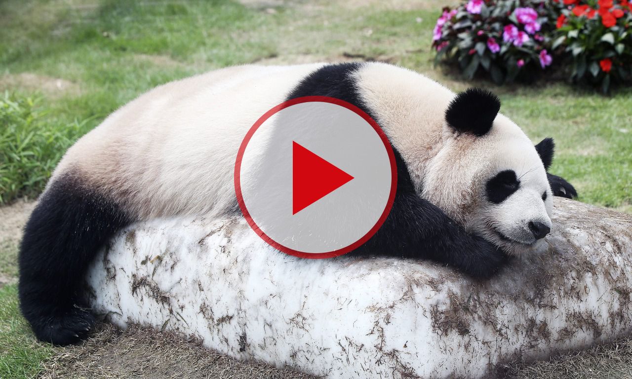 Factcheck: wat klopt er van deze vier panda-clichés? 