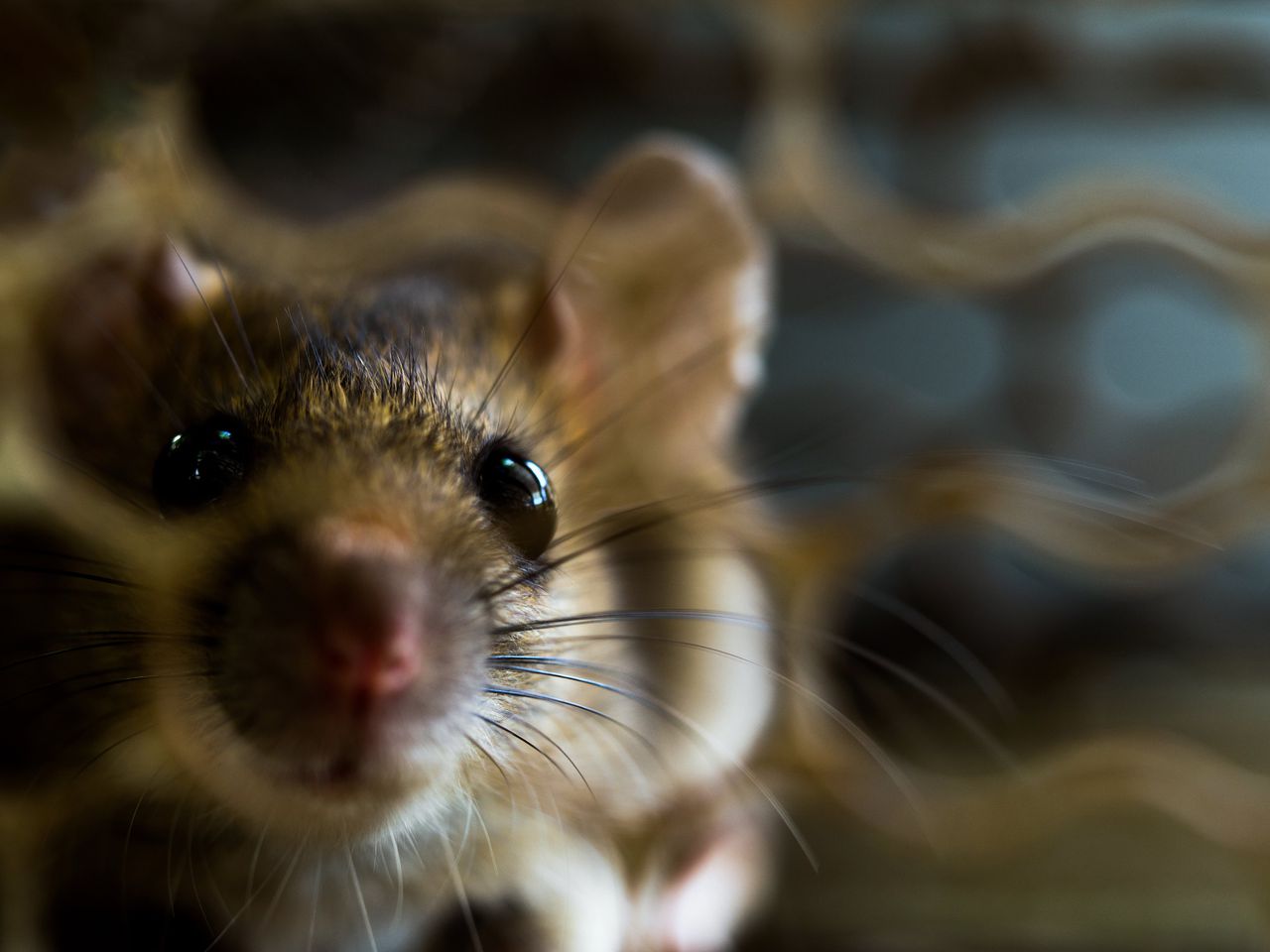 ‘Muizen kunnen rattentranen „afluisteren”’ 