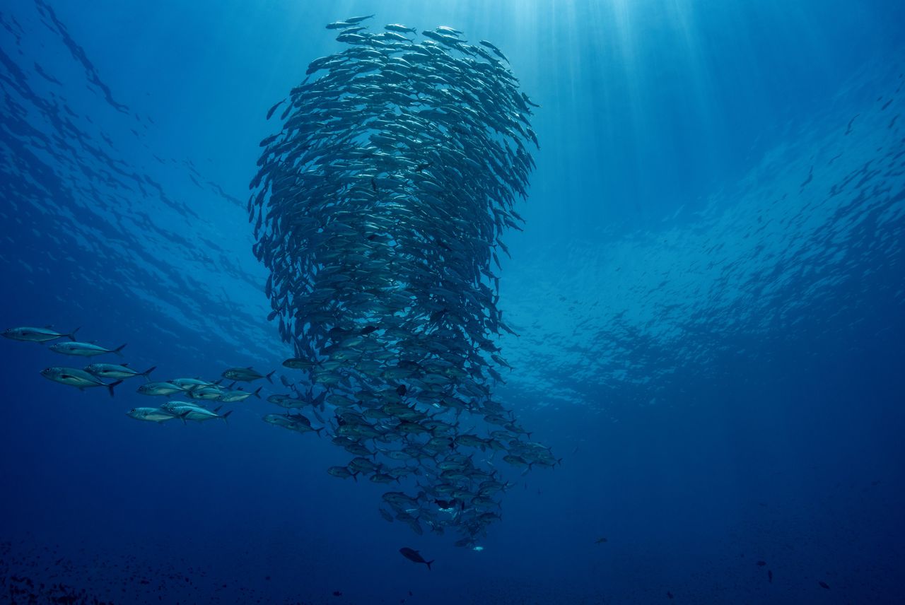 Succes oceanenverdrag hangt af van de balans tussen bescherming en gebruik 