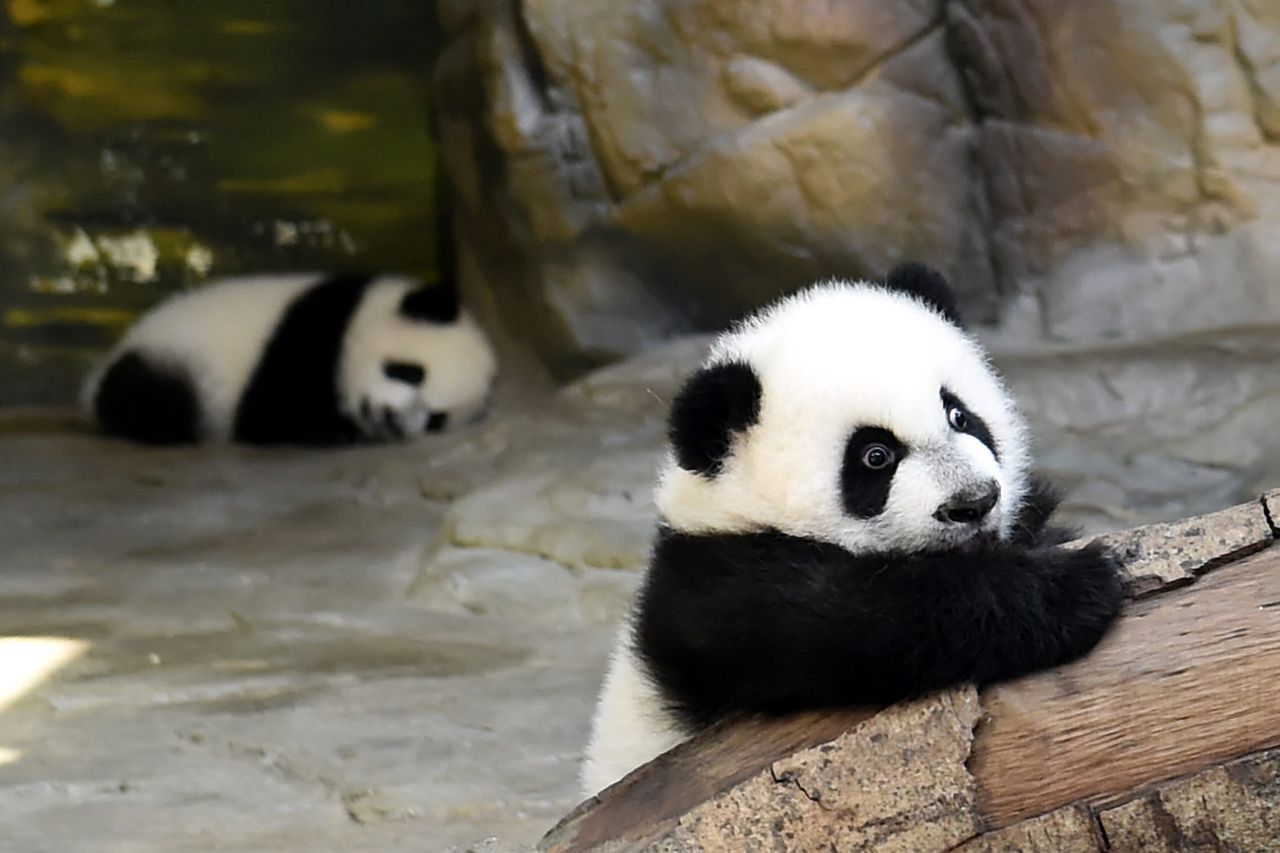 Circusdirecteur verft honden om ze door te laten gaan voor panda’s NRC