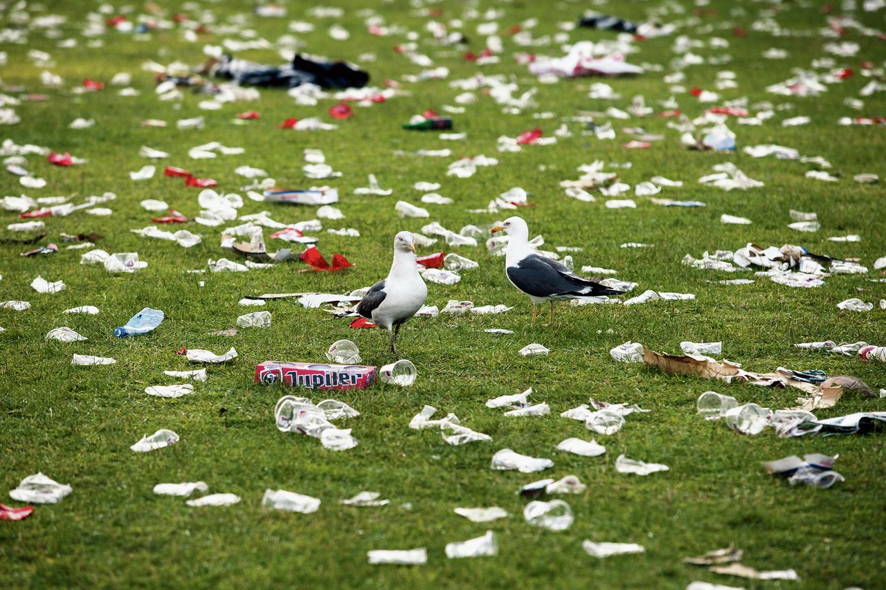 Meeuwen tussen de plastic bekers op zoek naar achtergelaten eten tijdens Parkpop. Foto ANP / Jurriaan Brobbel