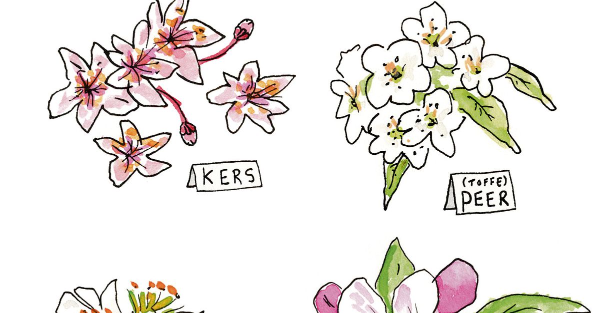 De lente is het ideale seizoen voor een bloesemtocht - NRC