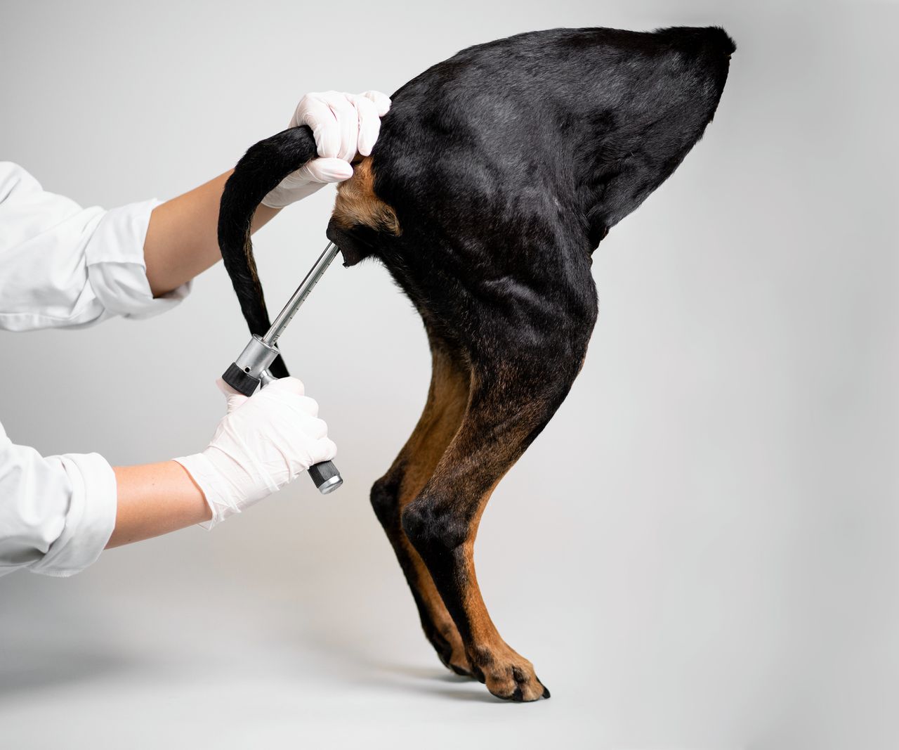 Operaties oefenen op een plastinaat
