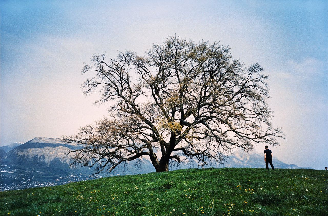 Foto bij de korte documentaire Notre arbres van Raymond Depardon.