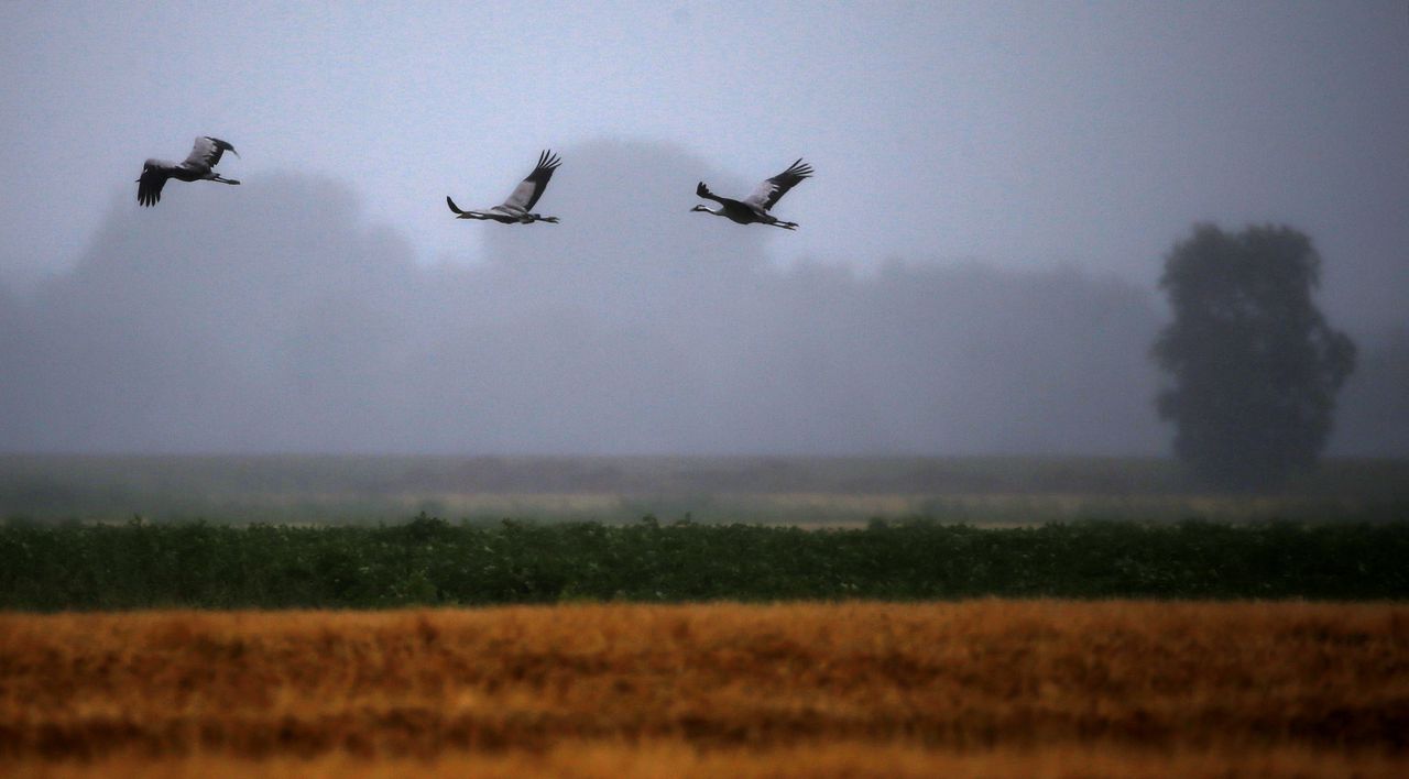 Drie kraanvogels vliegen boven de weilanden in het natuurgebied Fochteloerveen tussen Friesland en Drenthe.