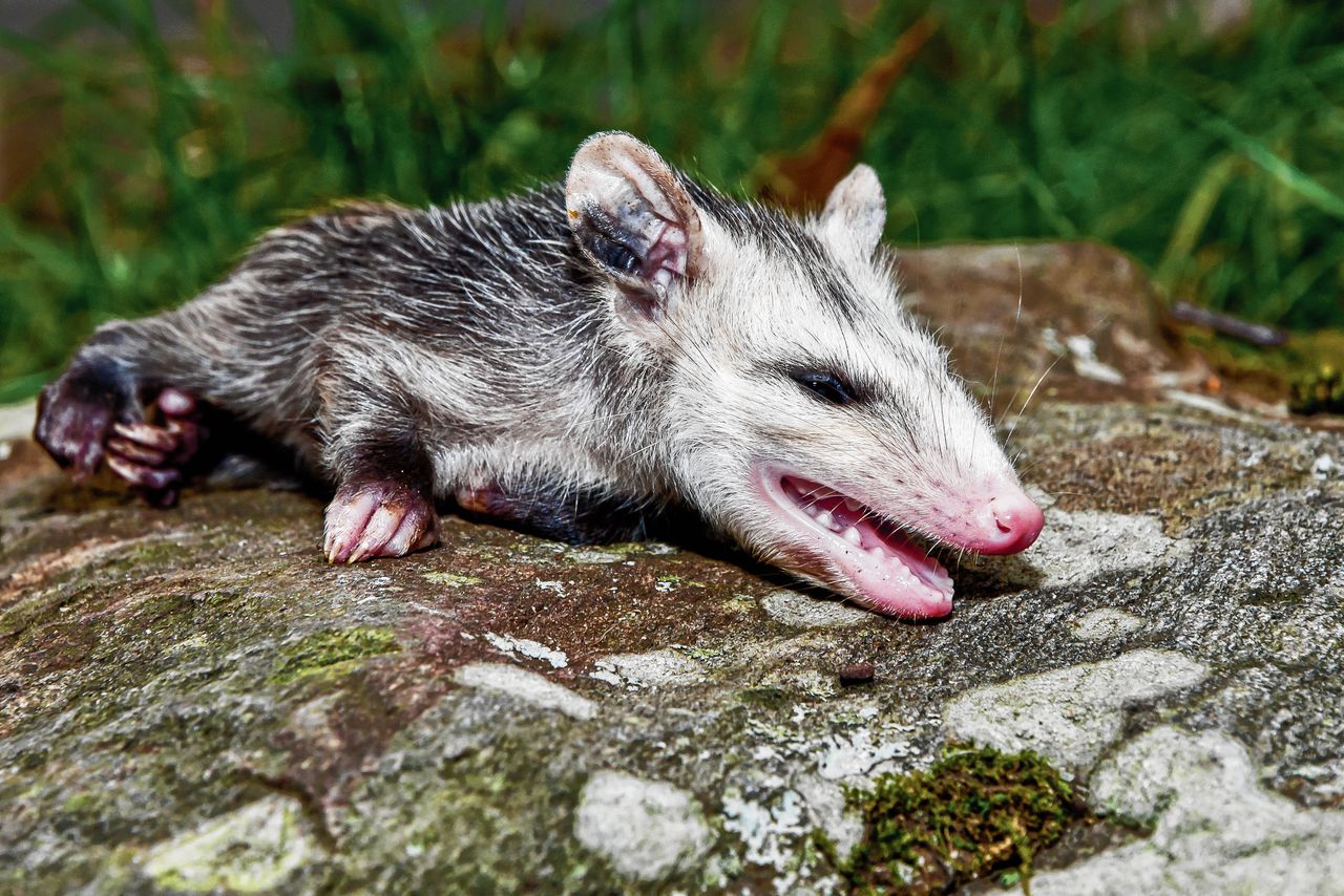 Opossums blinken uit in dramatische sterfscènes als een vijand nabij is.