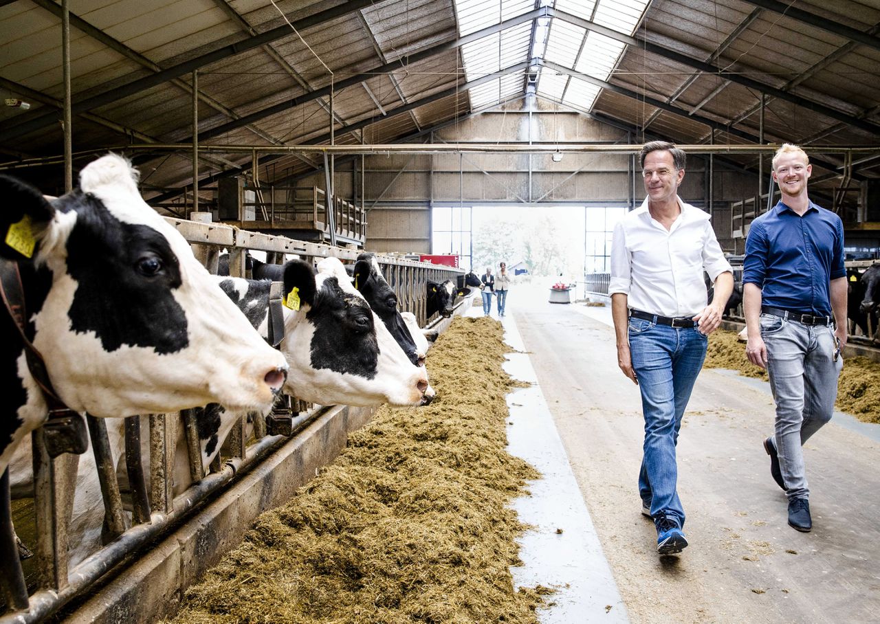 Premier Mark Rutte krijgt een rondleiding op een melkveebedrijf, begin augustus. Het vrijwillig uitkopen van boeren is een belangrijke pijler en de grootste kostenpost van het huidige stikstofbeleid.