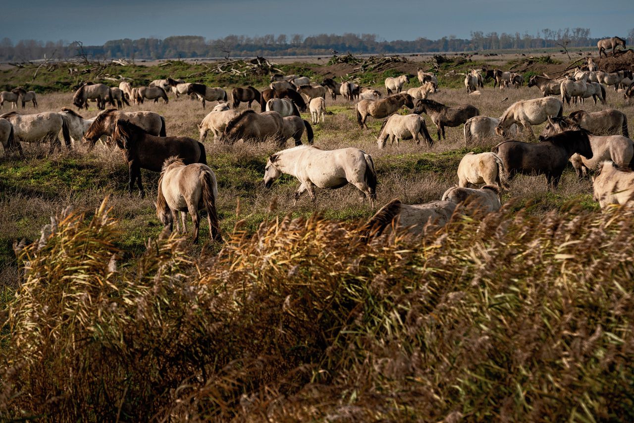 Sommige konikpaarden in de Oostvaardersplassen zijn deze winter volgens Staatsbosbeheer ‘aan de dikke kant’.
