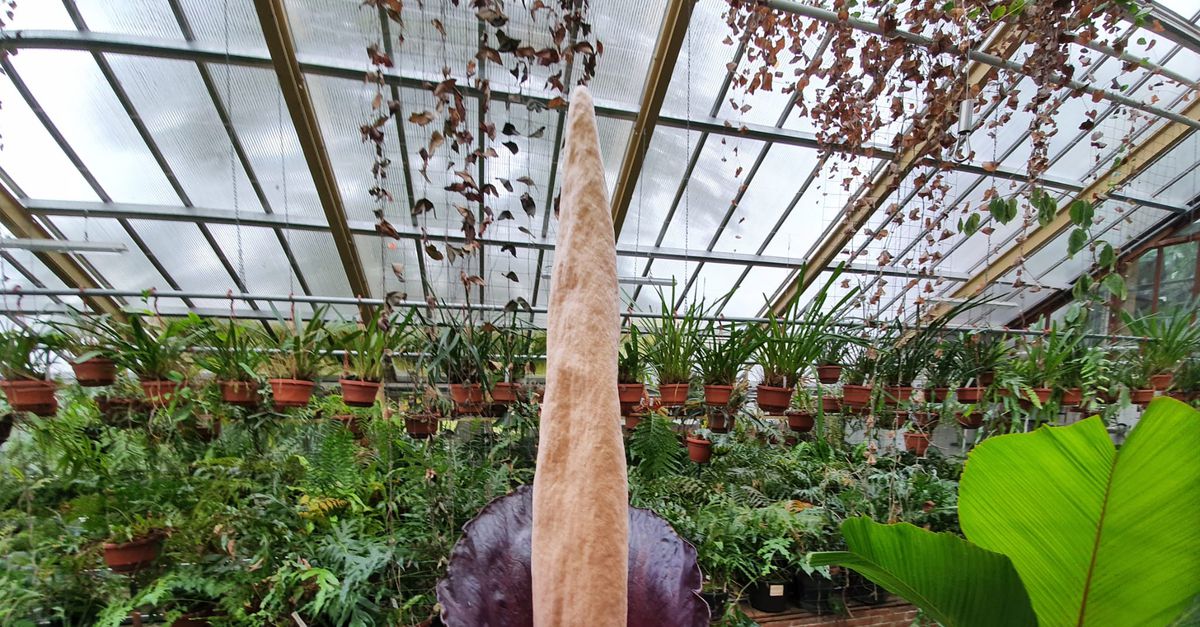 Plant penis Long