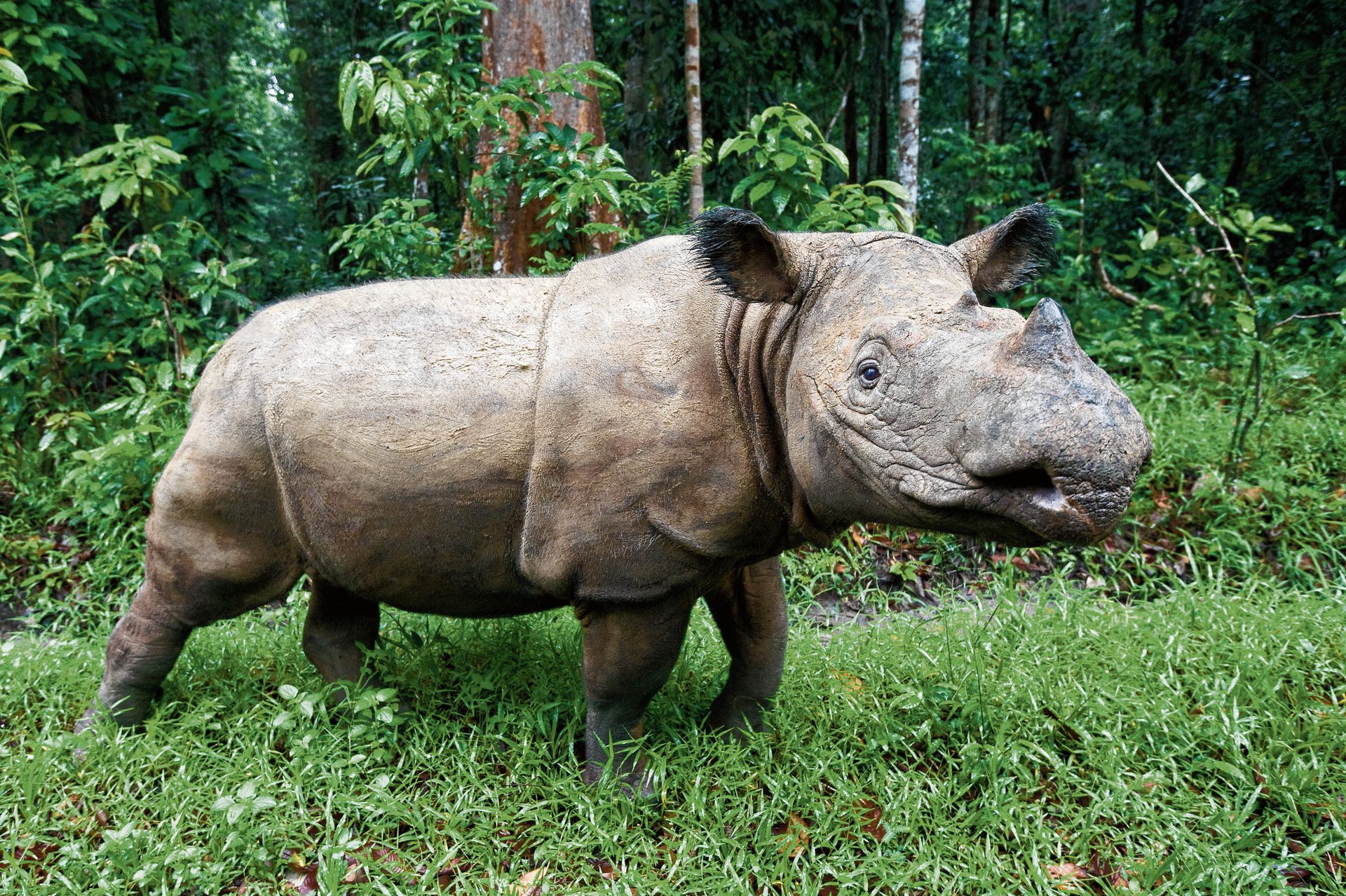 Суматранский двурогий носорог