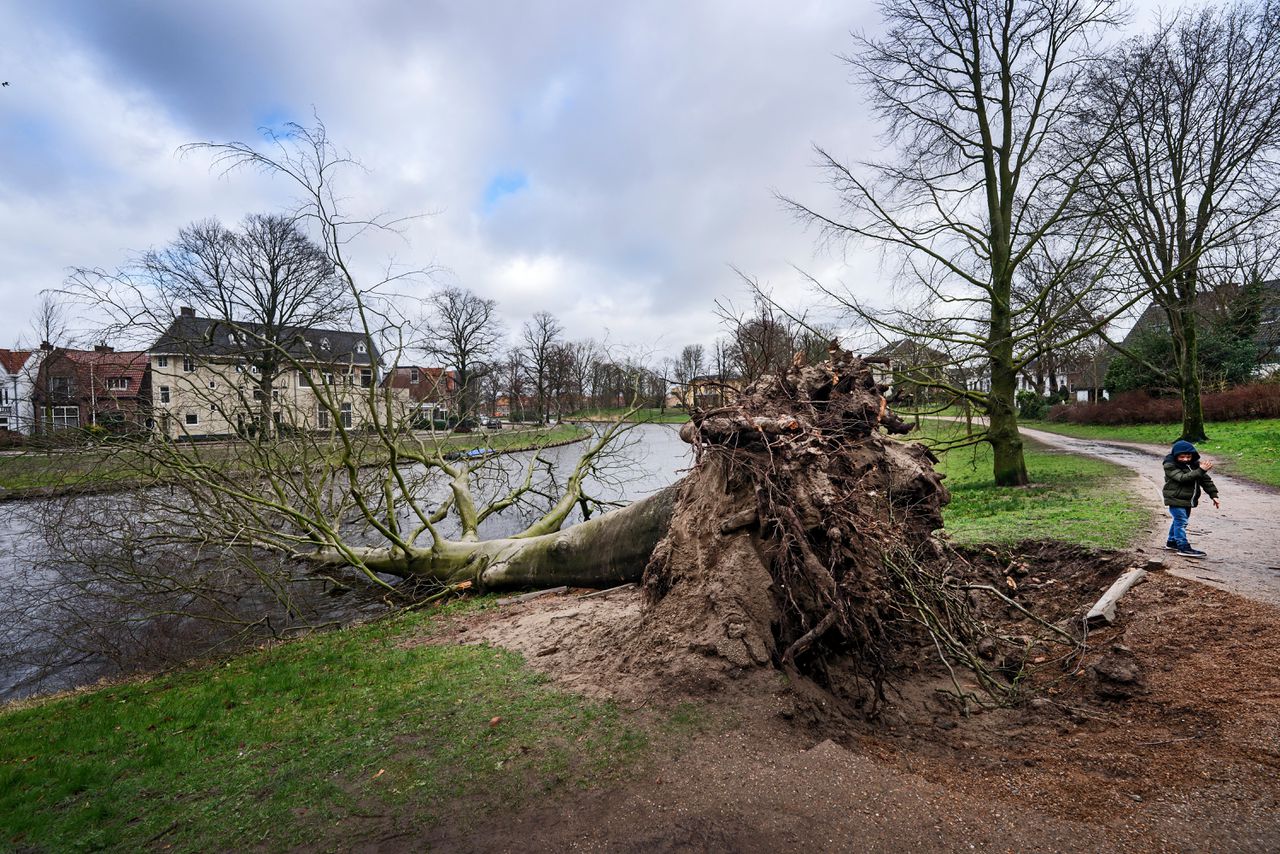 Een rode beuk van 222 jaar oud in Haarlem heeft de storm niet overleefd.