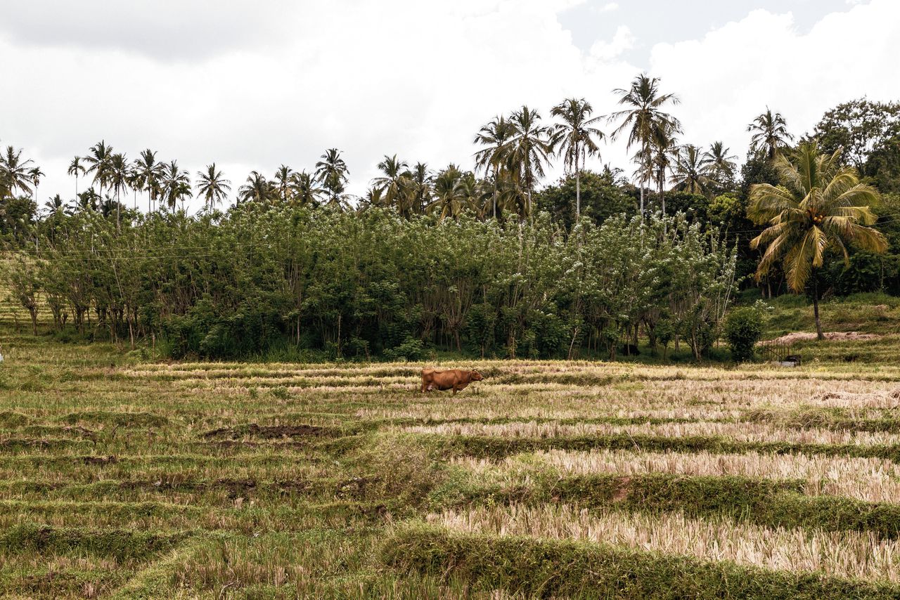 De boer in Sri Lanka kan het nog niet af zonder z’n kunstmest 