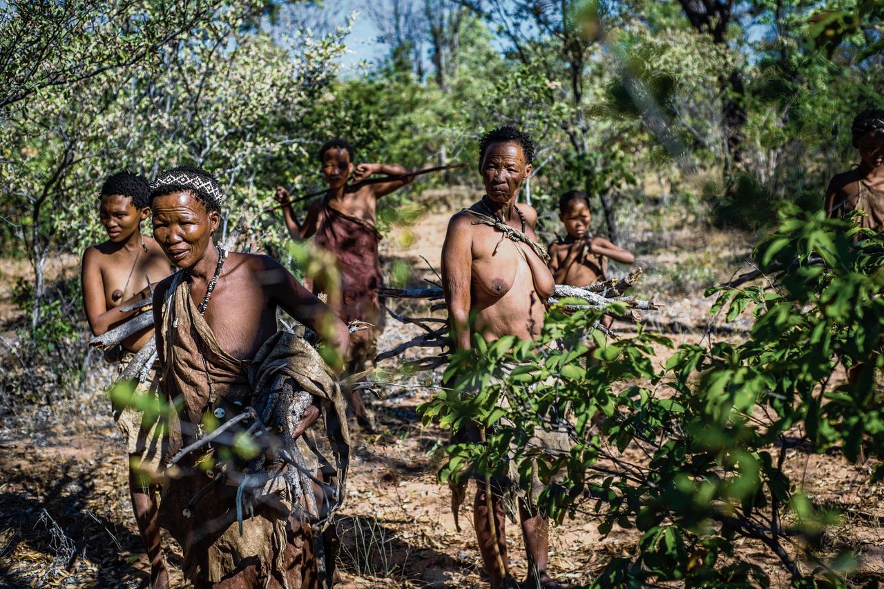 Vrouwen verzamelen brandhout in het Living Museum of the Ju|’Hoansi-San in Namibië. De Ju|’hoansi jager-verzamelaars behoren tot de Khoisan, mogelijk de oudste vertakking in de menselijke stamboom.