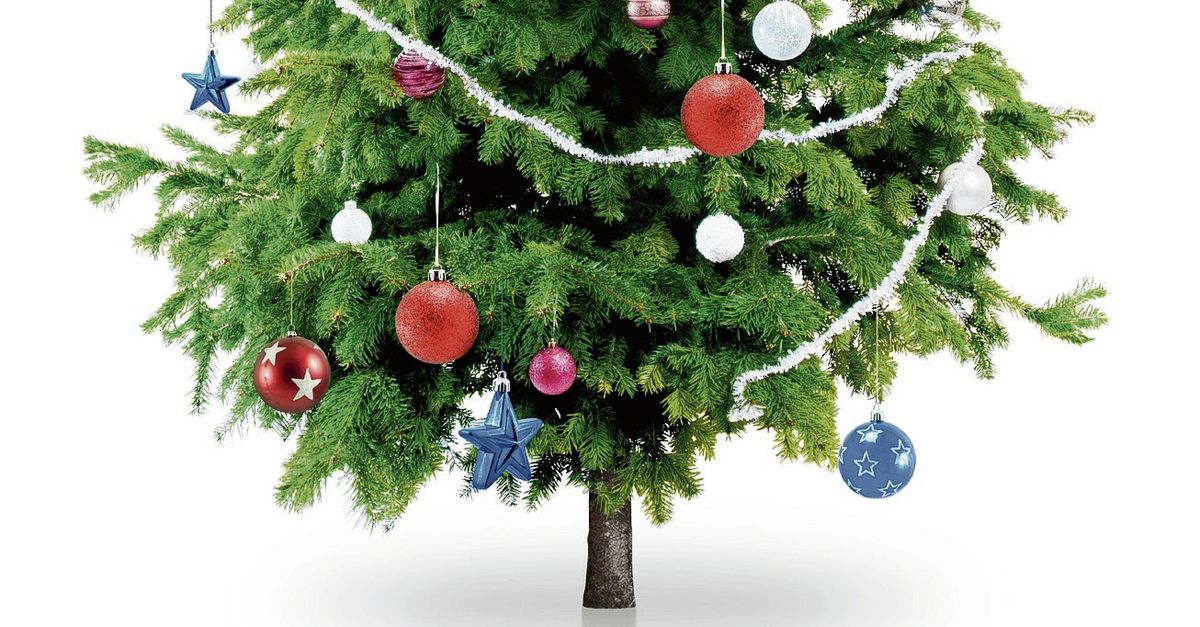 Nrc Checkt In Een Doorsnee Kerstboom Wonen Zo N 25 000 Insecten Nrc