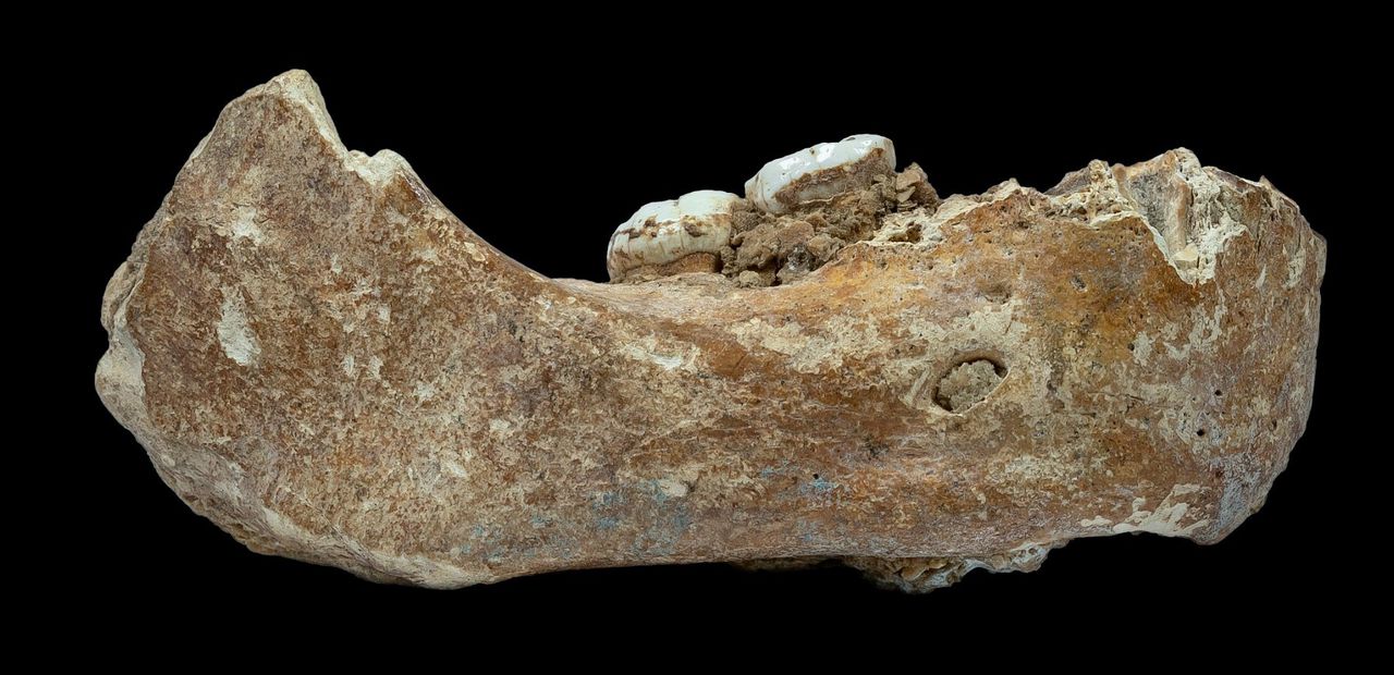 De 160.000 jaar oude onderkaak.