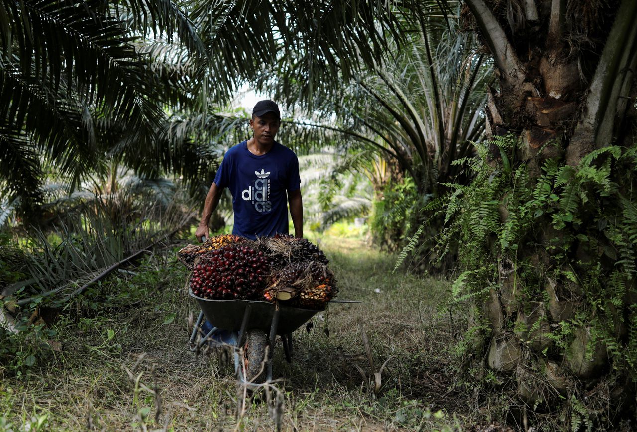 Palmolie boycotten? Verduurzaam liever de sector, zeggen onderzoekers 